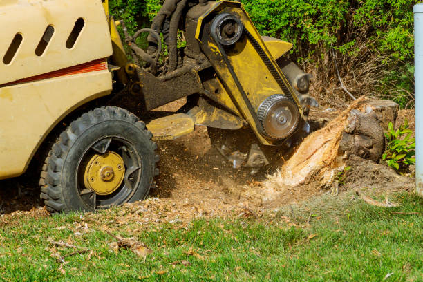 How Our Tree Care Process Works  in  Bean Station, TN